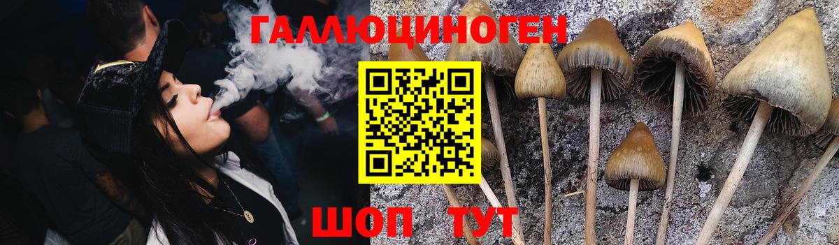 Галлюциногенные грибы Psilocybe Печора